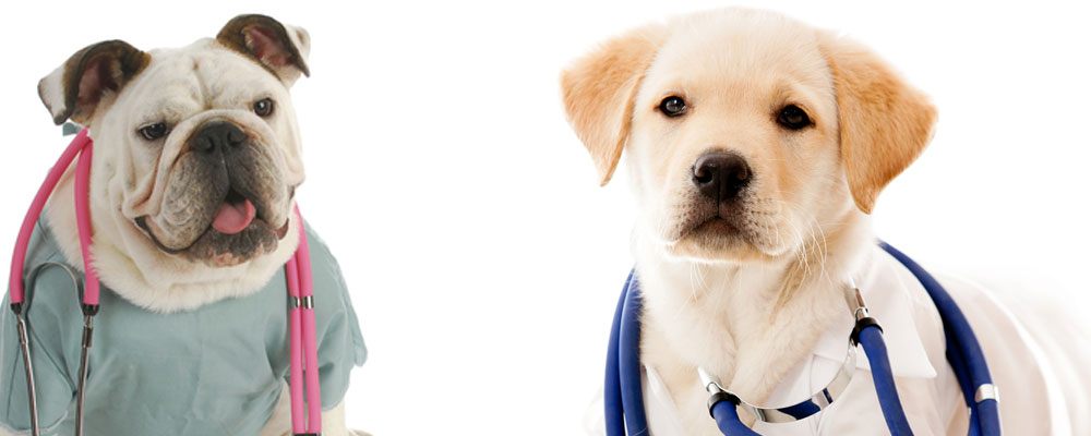 nurse bull dog and doctor lab puppy